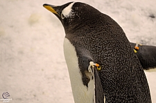 Antarctica Penguin Habitat