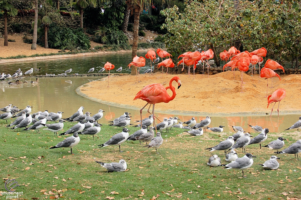 Busch Gardens Tampa