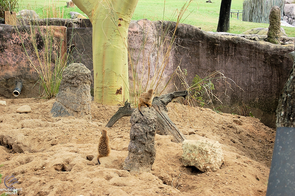 Busch Gardens Tampa