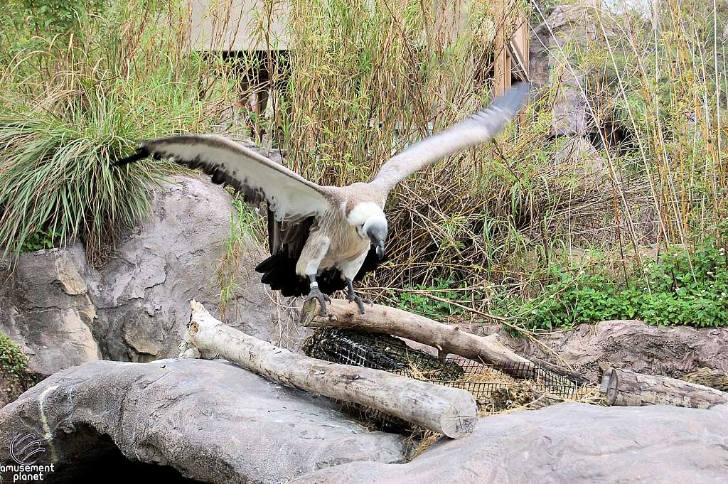 Busch Gardens Tampa