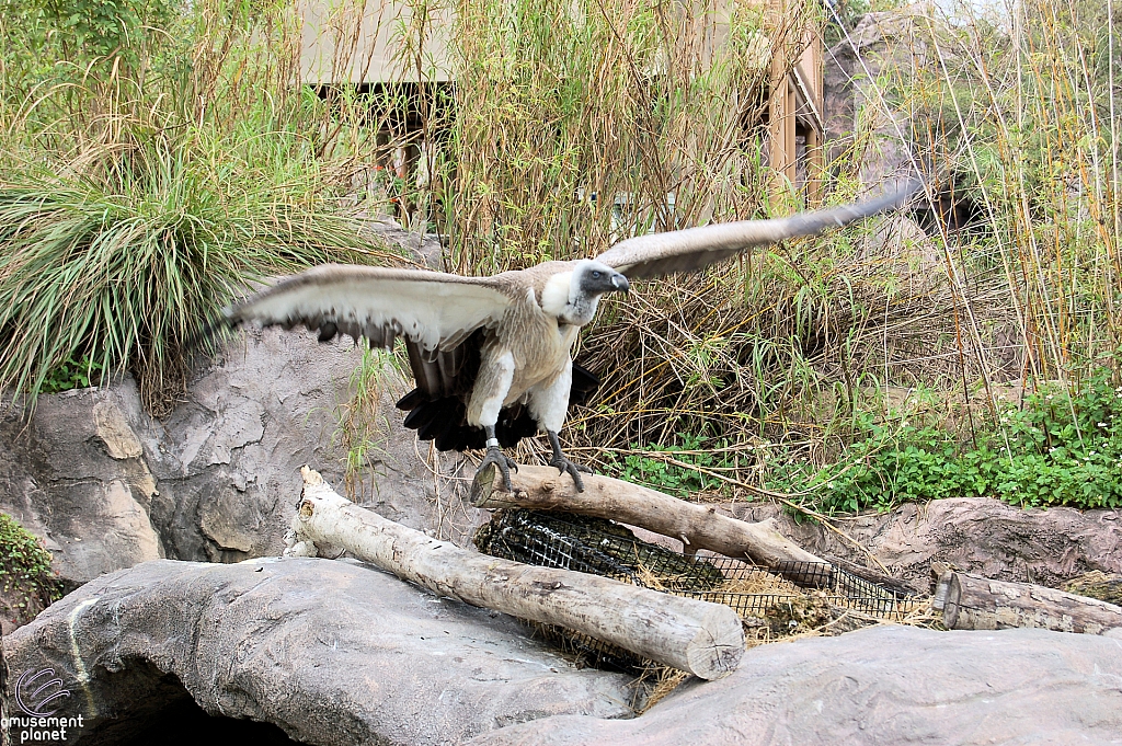 Busch Gardens Tampa