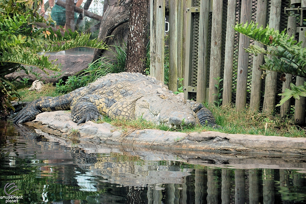 Busch Gardens Tampa