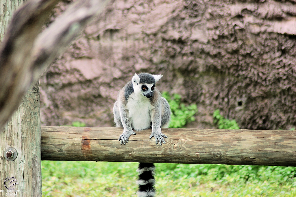 Busch Gardens Tampa