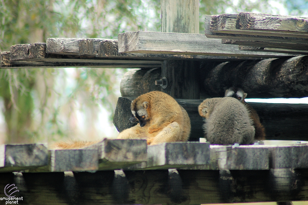 Busch Gardens Tampa