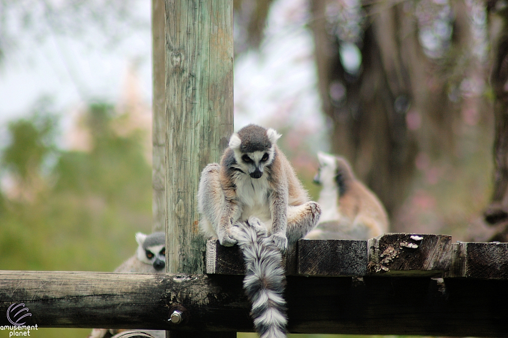 Busch Gardens Tampa