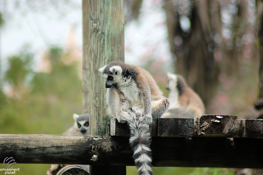 Busch Gardens Tampa