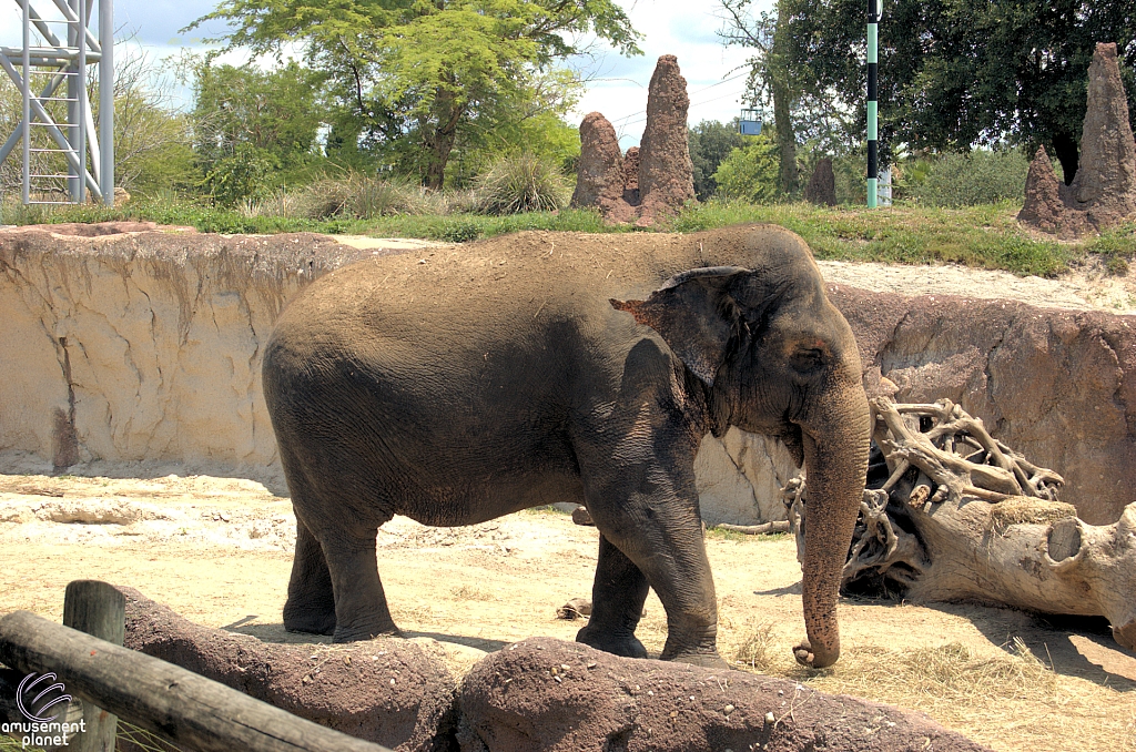 Busch Gardens Tampa