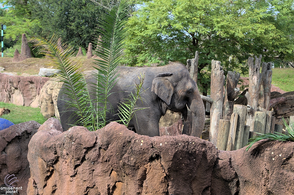 Busch Gardens Tampa