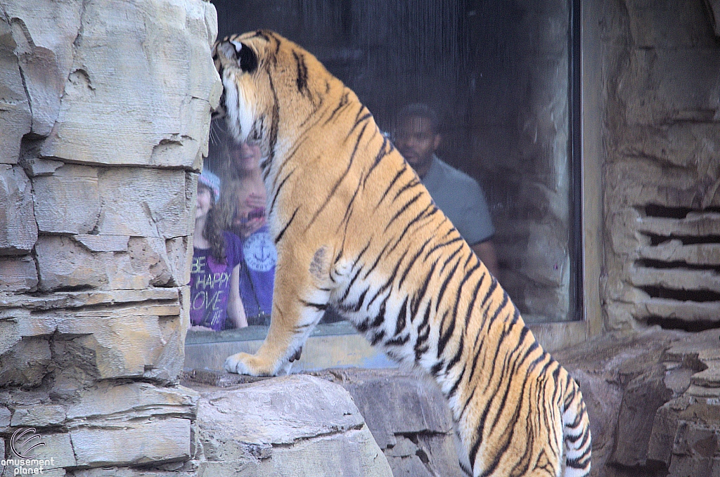 Busch Gardens Tampa