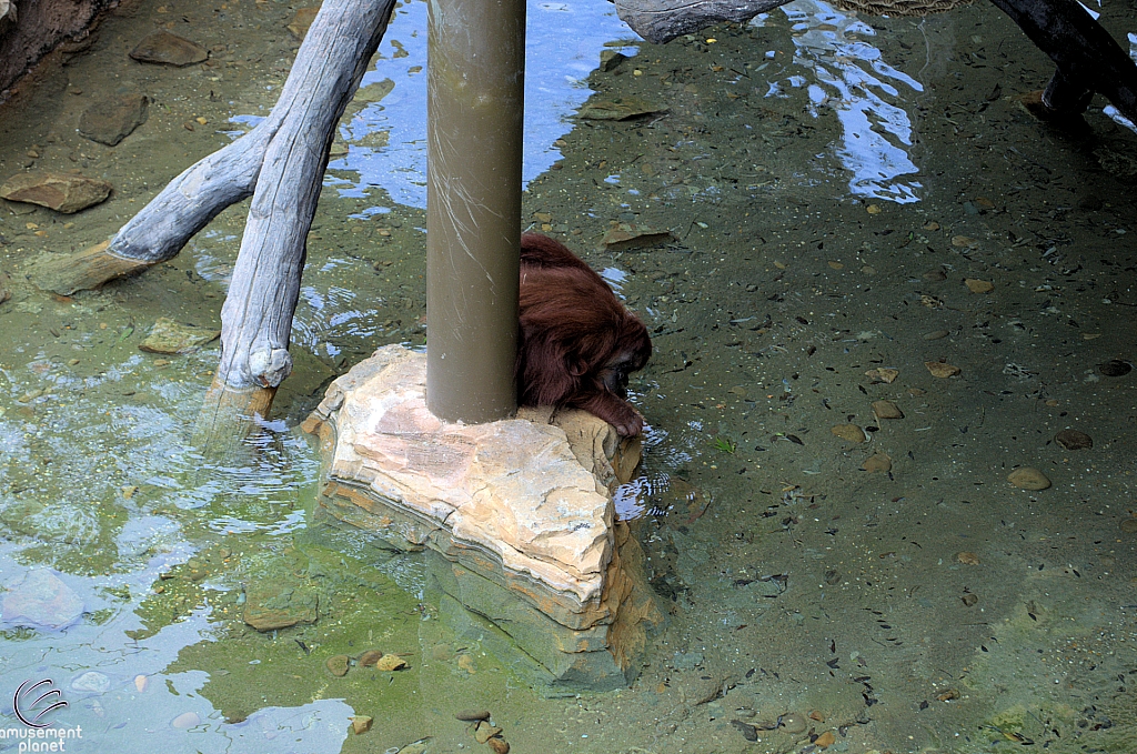 Busch Gardens Tampa