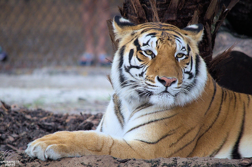 Busch Gardens Tampa