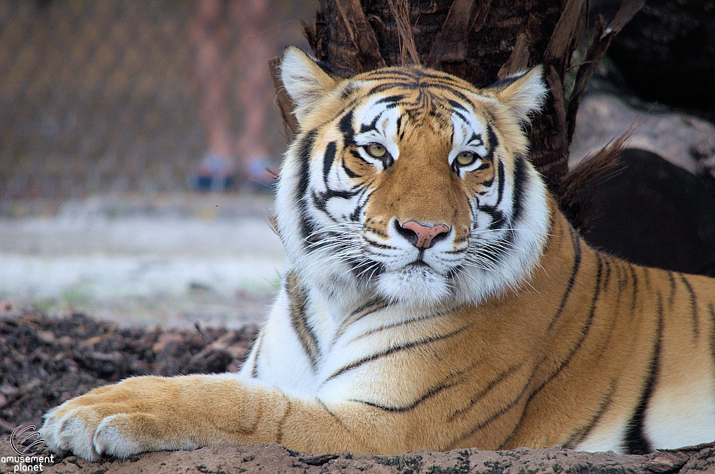 Busch Gardens Tampa