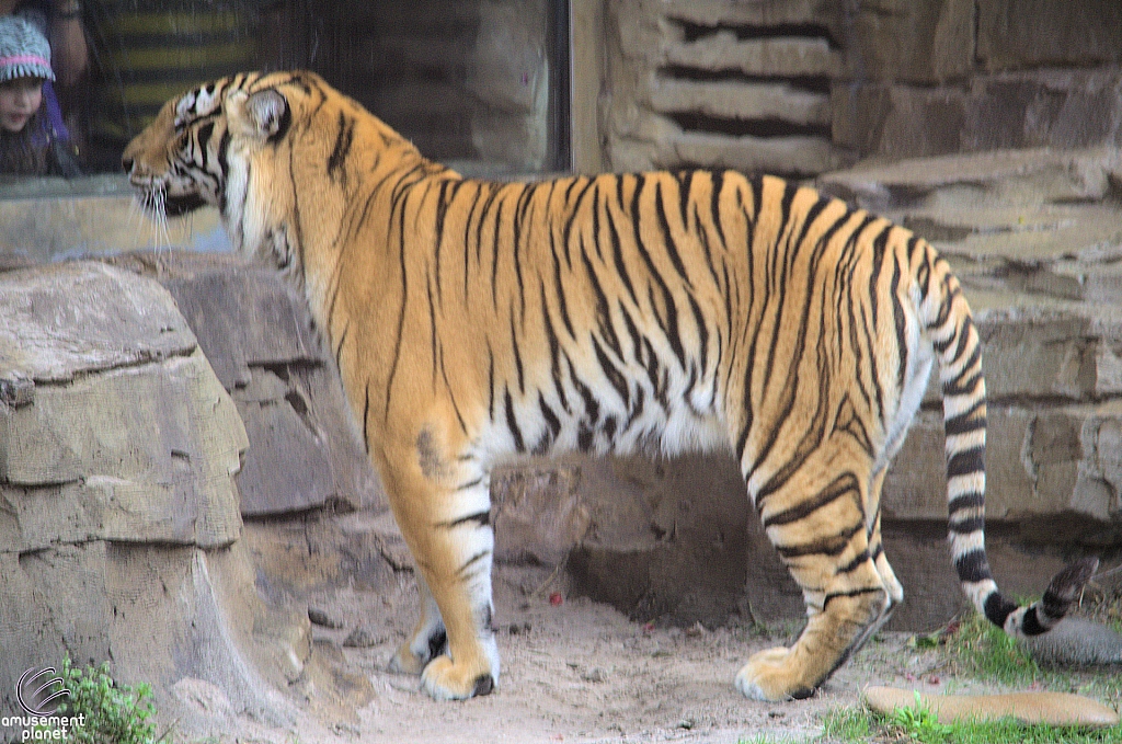 Busch Gardens Tampa