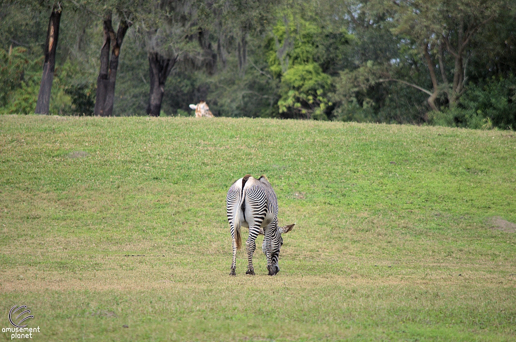 Busch Gardens Tampa