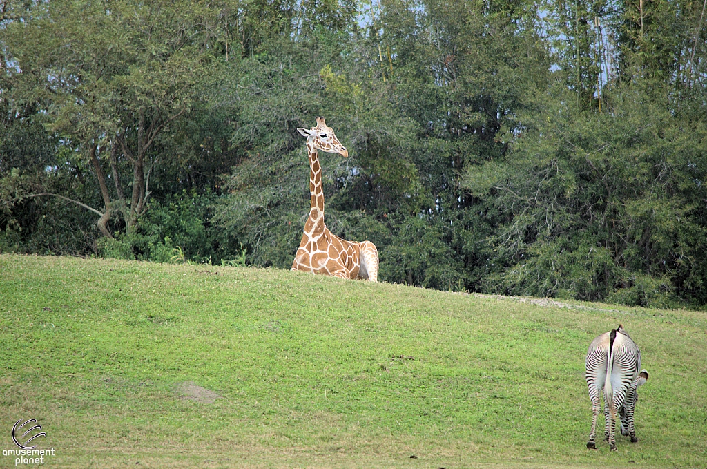 Busch Gardens Tampa