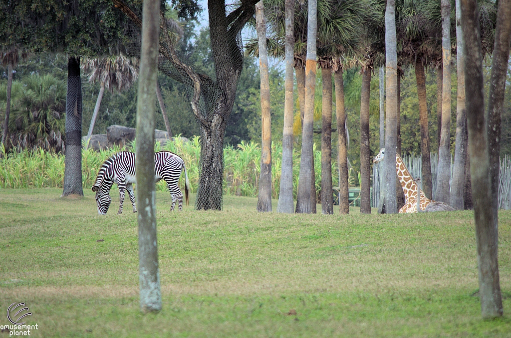 Busch Gardens Tampa