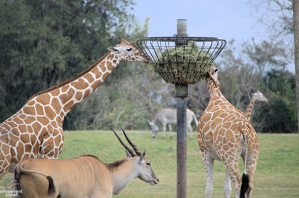 Busch Gardens Tampa