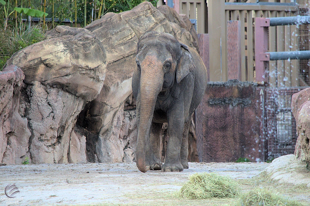 Busch Gardens Tampa