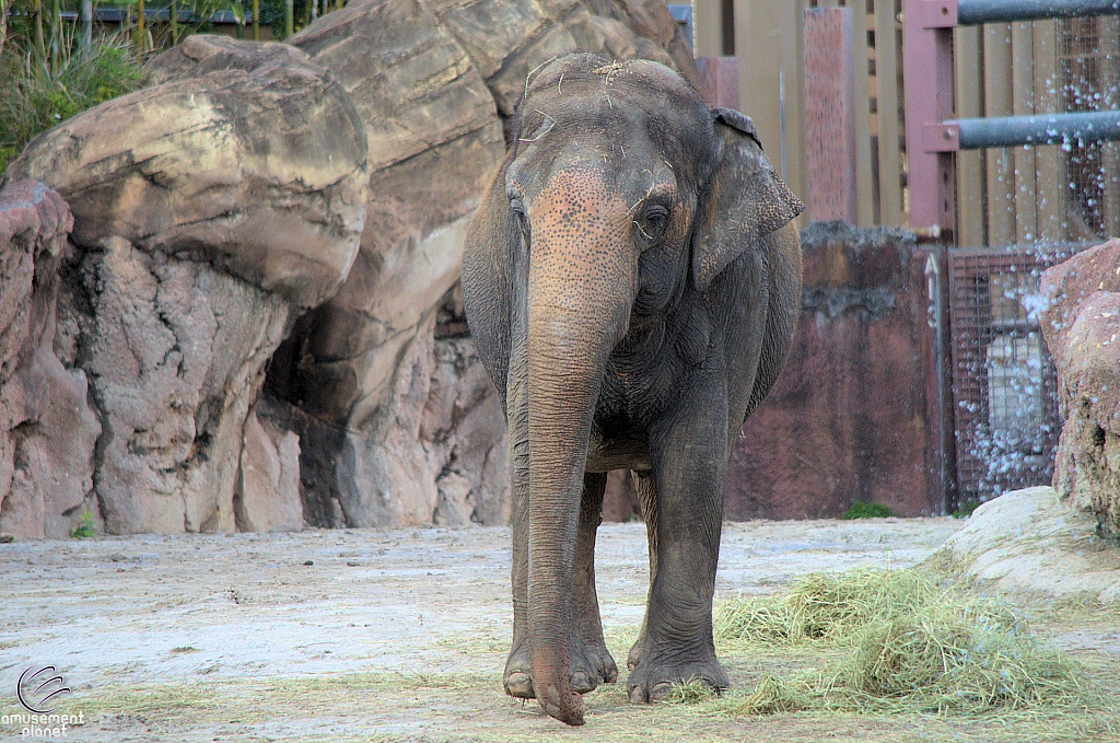 Busch Gardens Tampa