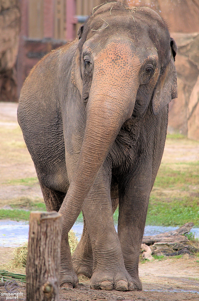 Busch Gardens Tampa