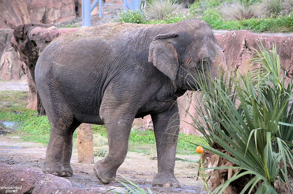 Busch Gardens Tampa