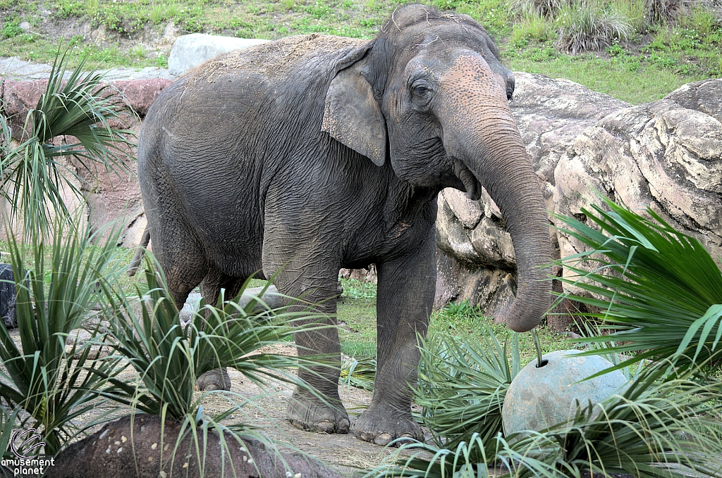 Busch Gardens Tampa