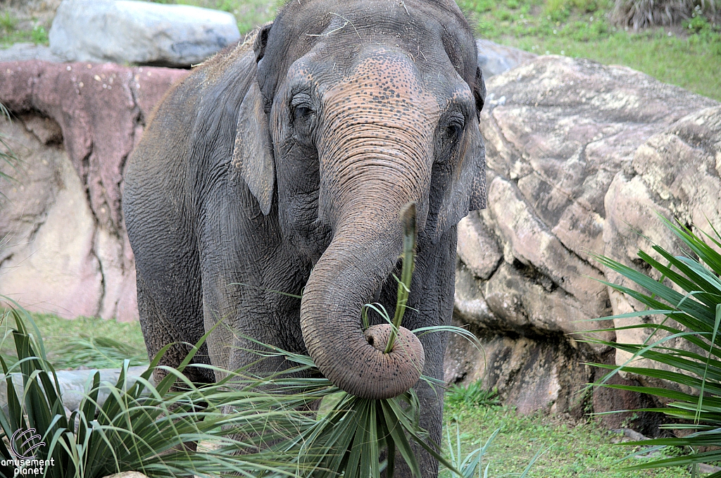 Busch Gardens Tampa