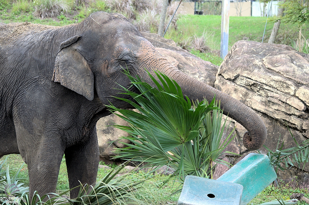 Busch Gardens Tampa