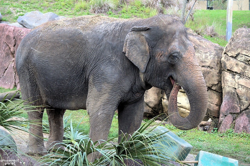 Busch Gardens Tampa