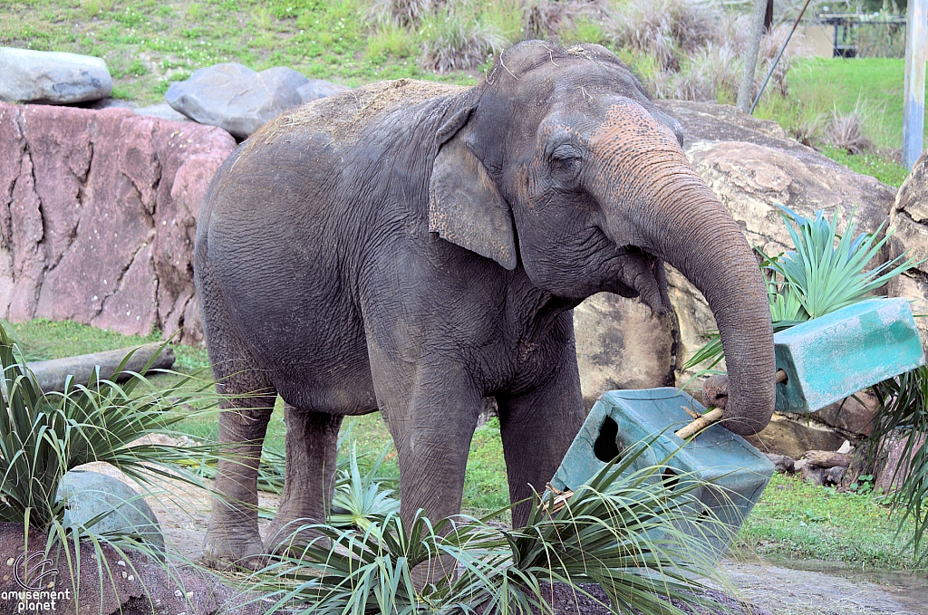 Busch Gardens Tampa