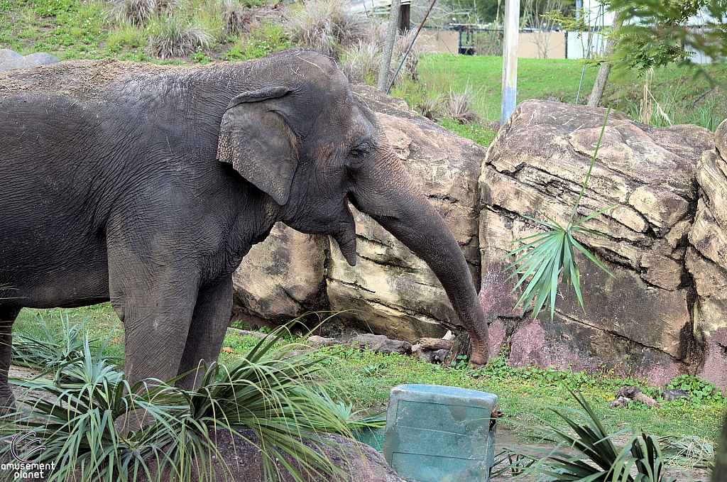 Busch Gardens Tampa