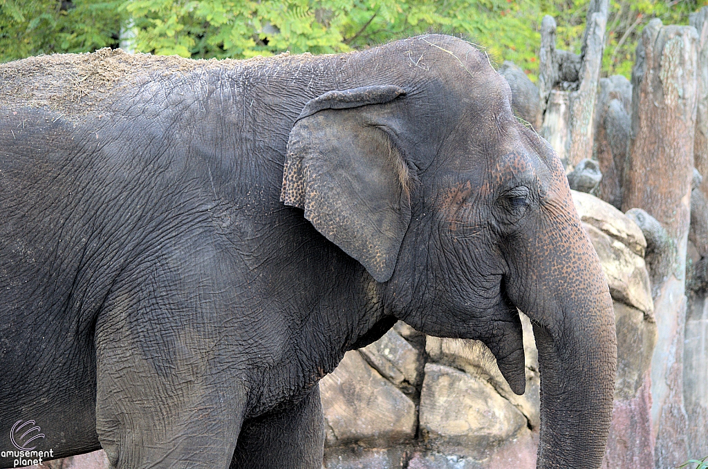 Busch Gardens Tampa