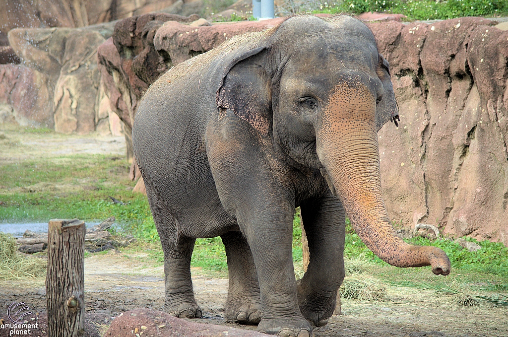 Busch Gardens Tampa