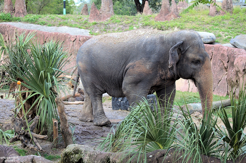 Busch Gardens Tampa