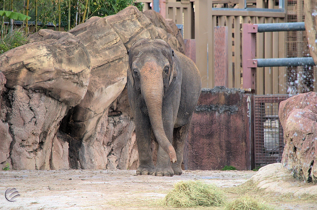 Busch Gardens Tampa