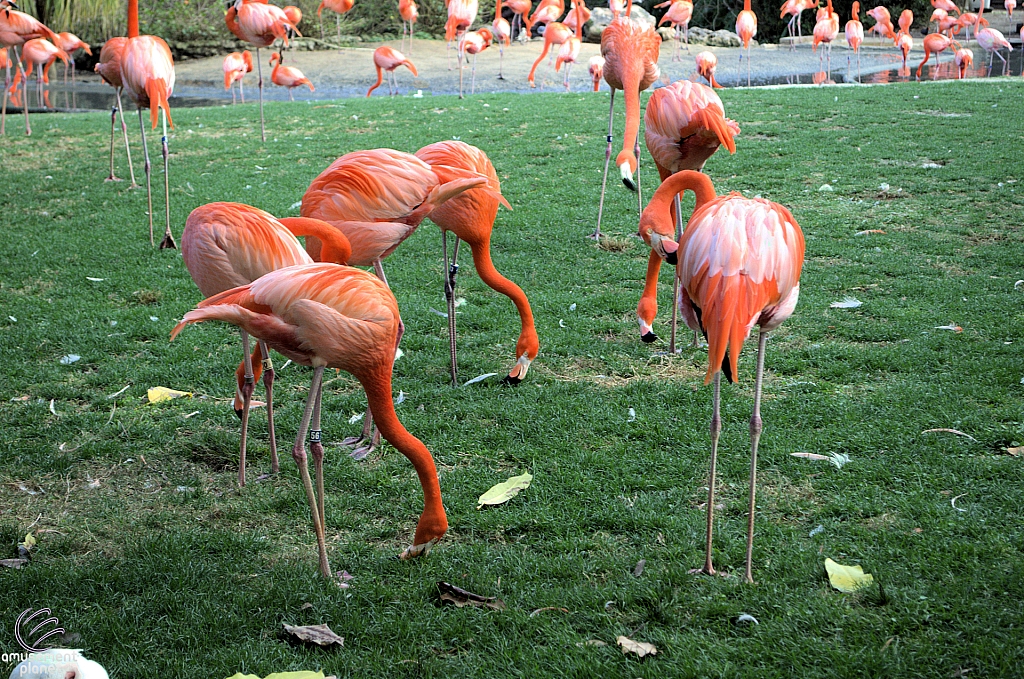 Busch Gardens Tampa