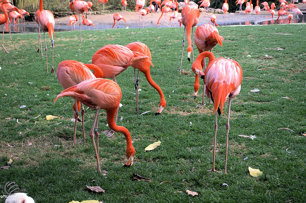 Busch Gardens Tampa