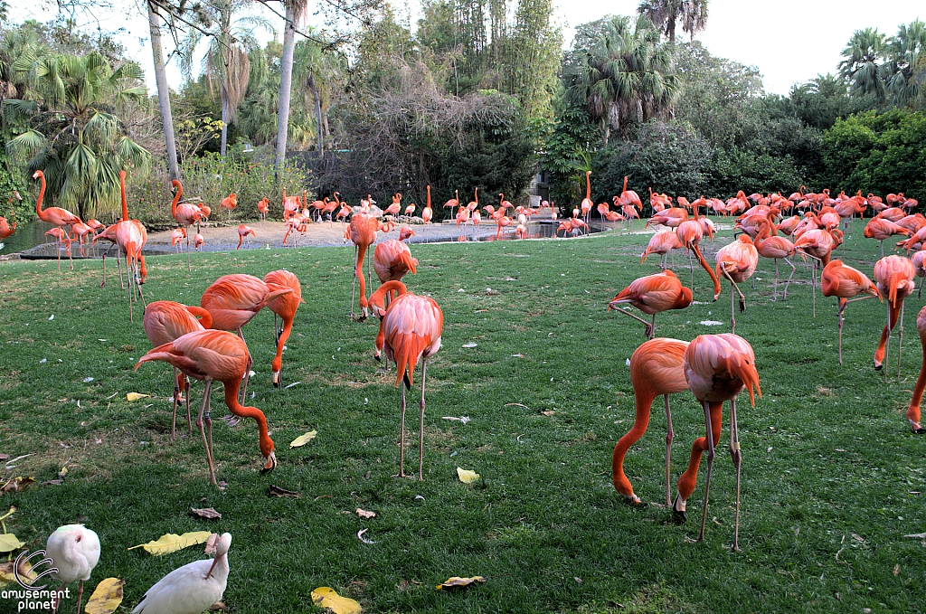 Busch Gardens Tampa