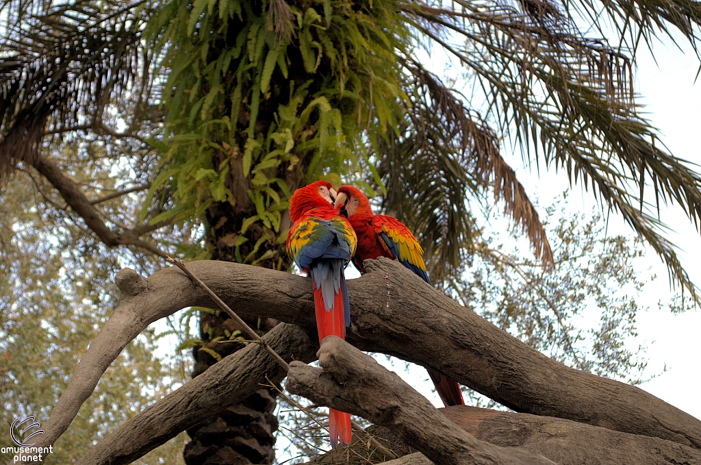 Busch Gardens Tampa