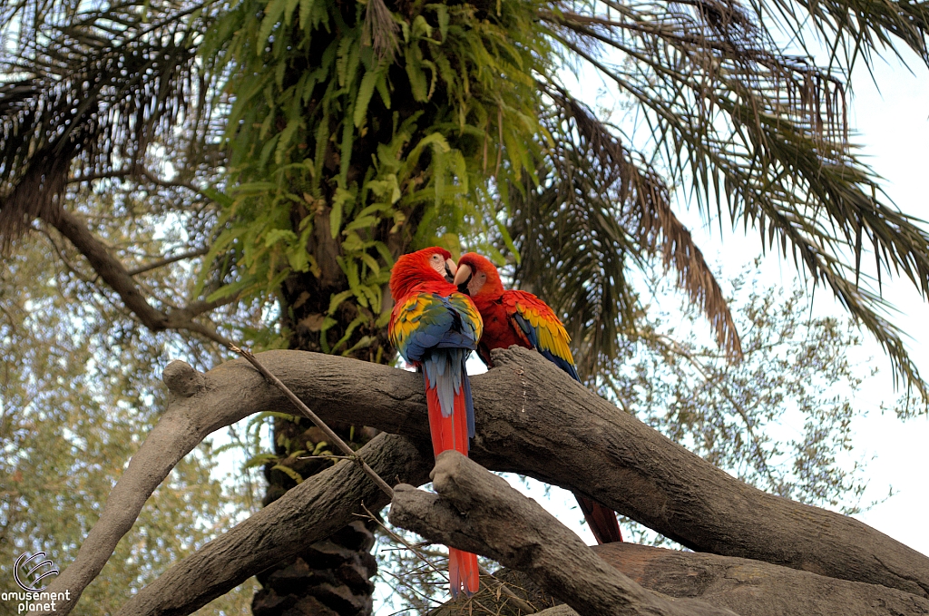 Busch Gardens Tampa