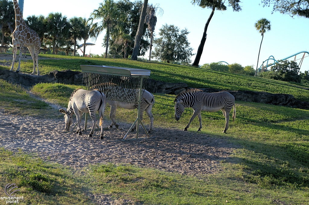 Busch Gardens Tampa