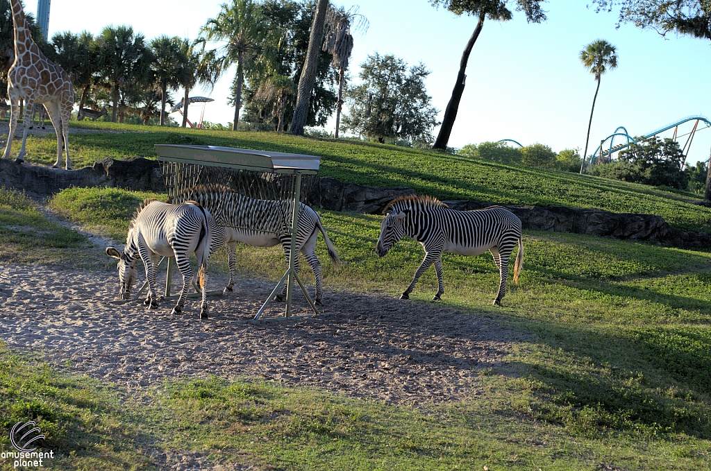 Busch Gardens Tampa