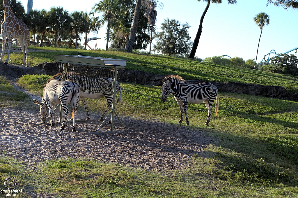 Busch Gardens Tampa