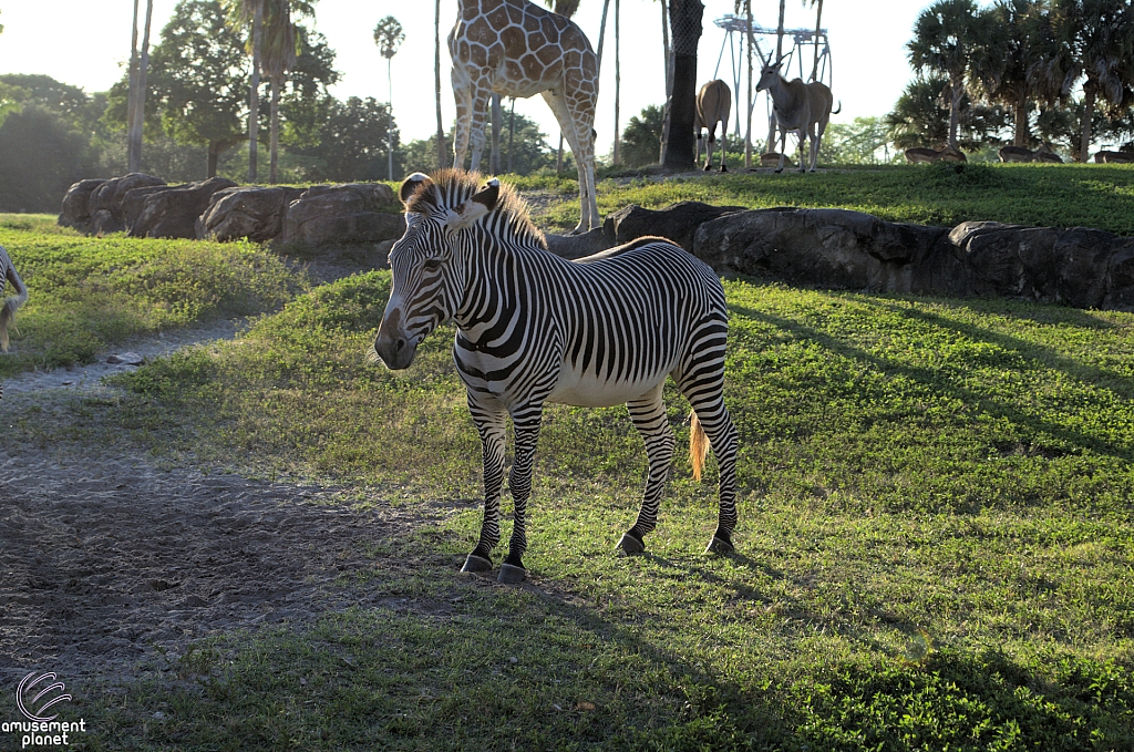 Busch Gardens Tampa