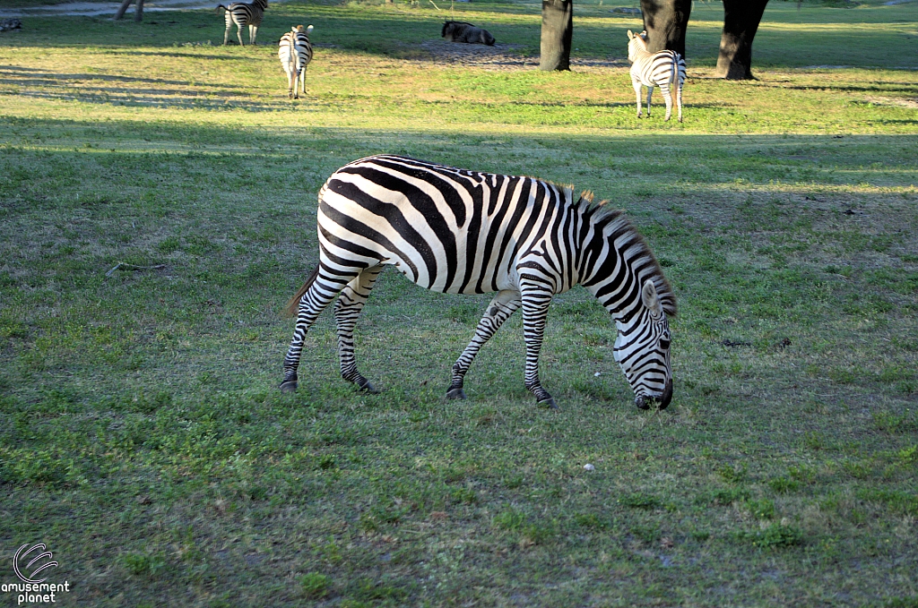 Busch Gardens Tampa