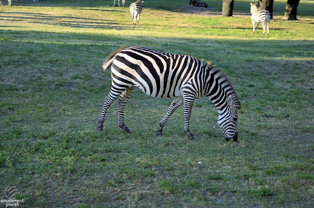 Busch Gardens Tampa