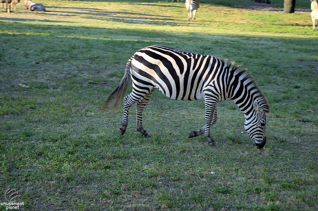 Busch Gardens Tampa