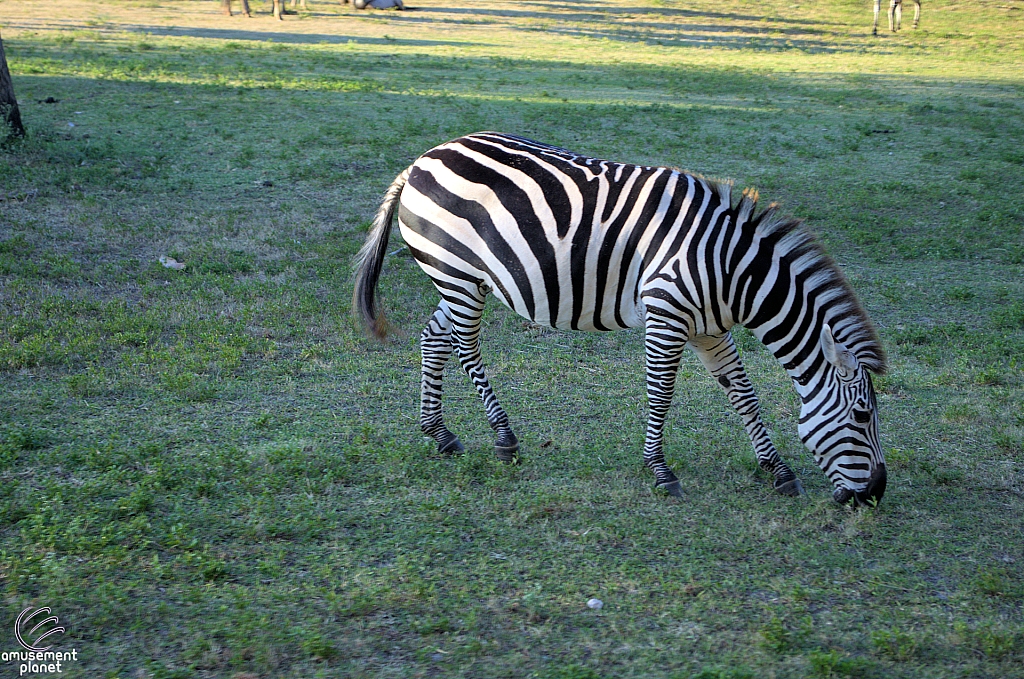 Busch Gardens Tampa