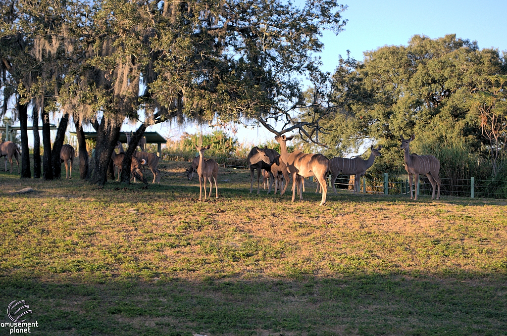 Busch Gardens Tampa