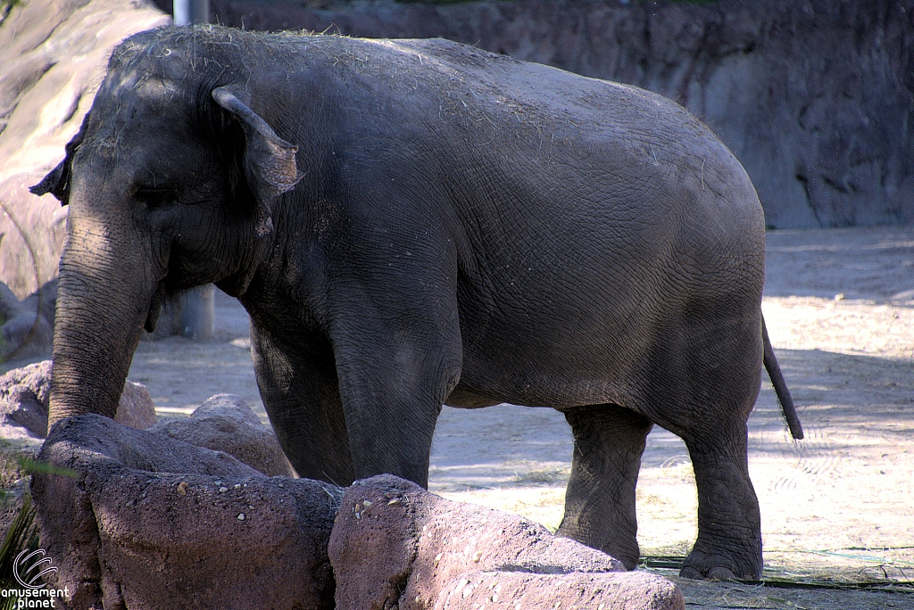 Busch Gardens Tampa